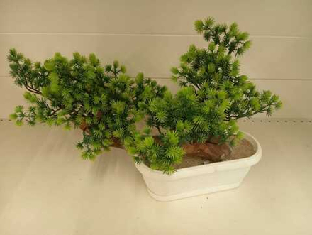 Бонсай "Еловый"