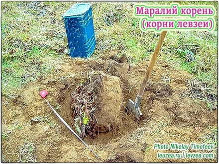 Маралий корень 500 грамм для экстракта левзеи