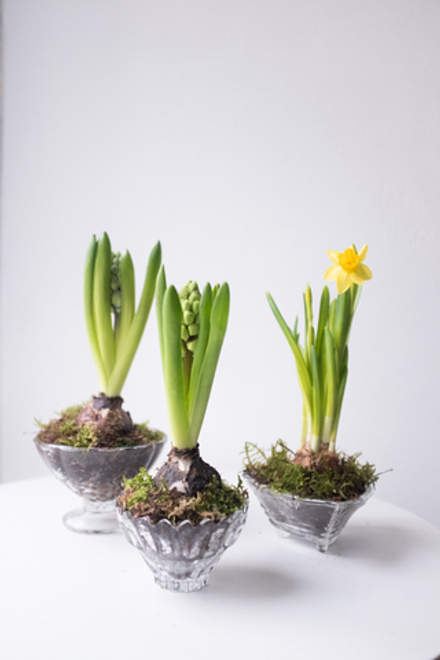 Серия Винтаж. Первоцветы в хрустале S