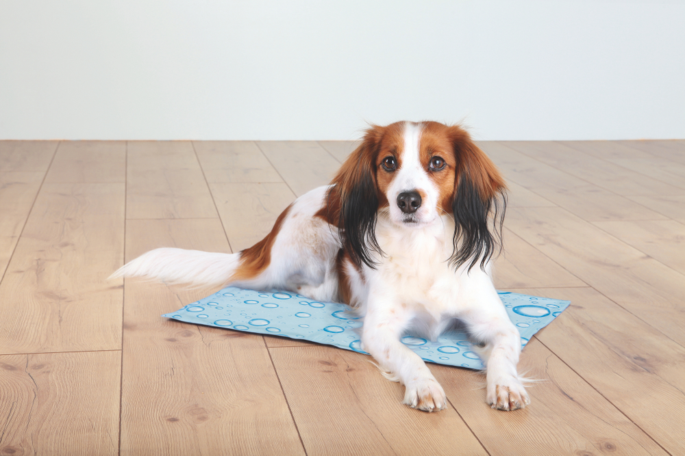 Охлаждающая подстилка для собак Trixie Cooling Mat XL, размер 90х50см.