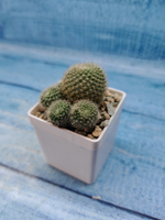 Rebutia Vulpina (Ребуция)