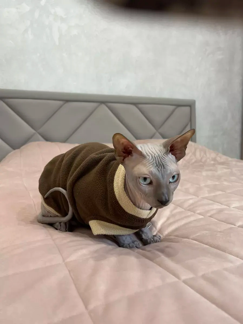 Одежда свитер для сфинксов кошек