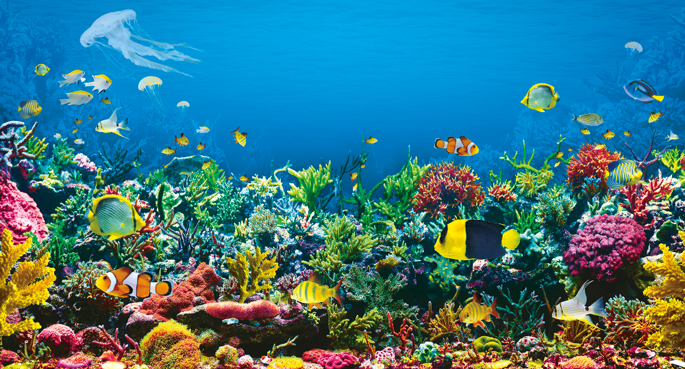 Коллекция Подводный мир