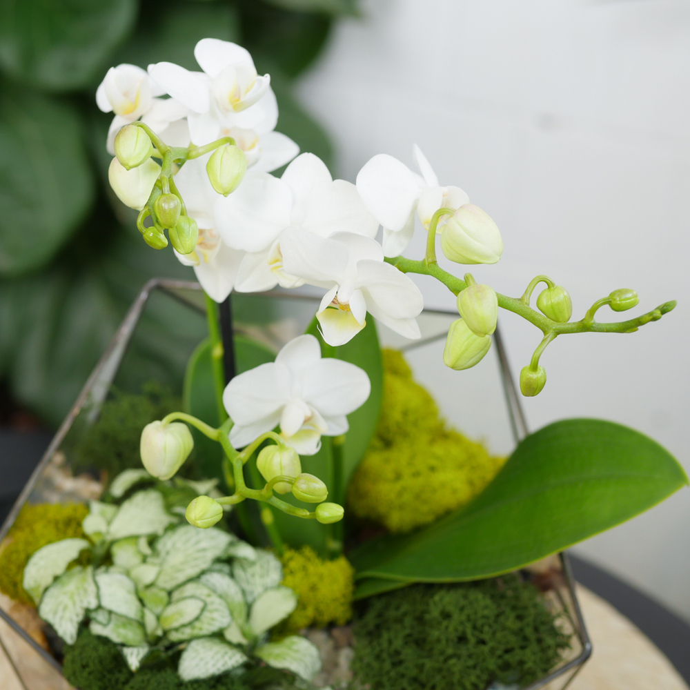 Готовый флорариум с белой орхидеей Икос