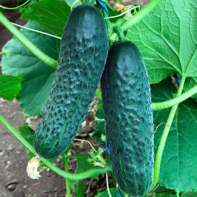 Ирлэнд F1 семена огурца (Enza Zaden / Энза Заден)