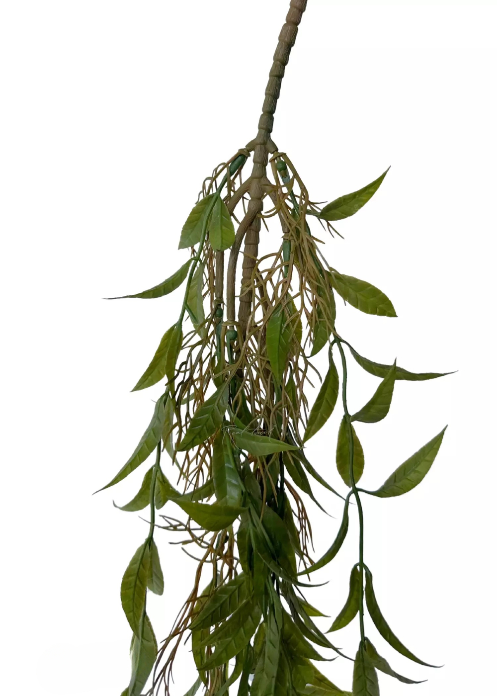 Ива узколистная ампельная 127 см