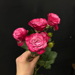 Роза кустовая Kylie 60 см / 1 шт