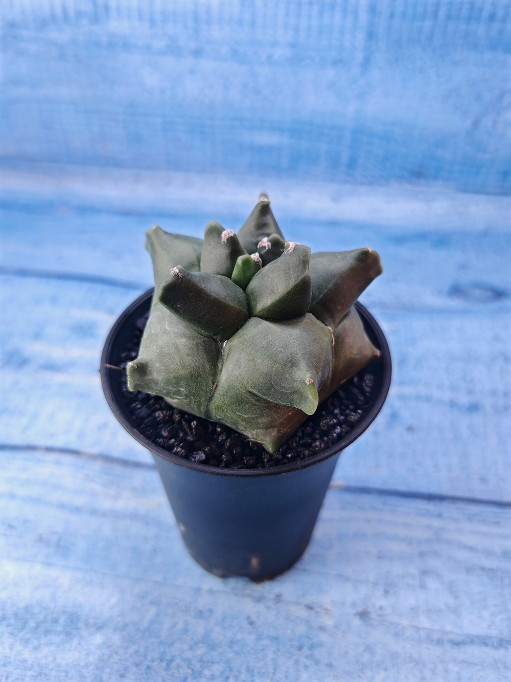 Astrophytum Myriostigma monstrosa (Астрофитум)