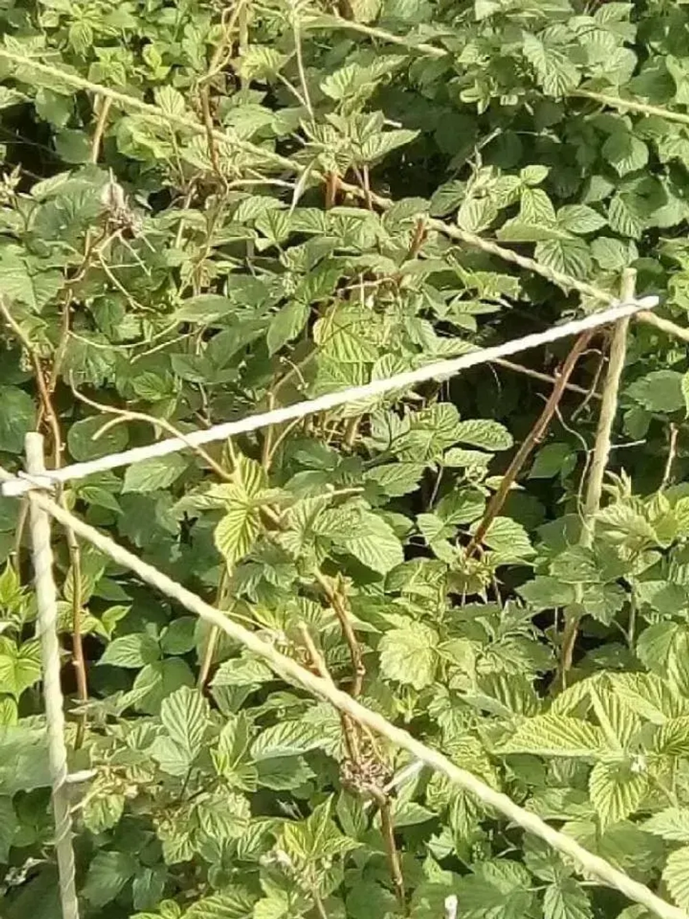 Арматура - Колышки садовые композитные d-8мм 1м (30шт)