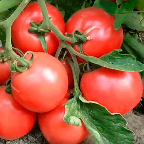 Семена томата Пинк Калибр F1, Sakata, 5 шт.
