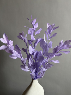 Рускус садовый стабилизированный сиреневый