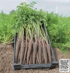 Дип Пёрпл F1 семена моркови цветной (Bejo / Бейо)