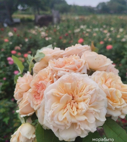 MORABITO (Морабиту)