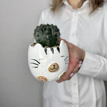 Кактус в кашпо Котик