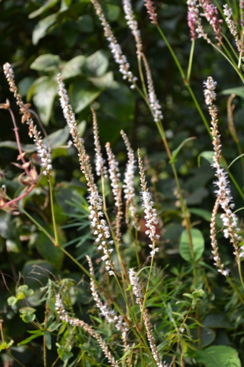 Горец свечевидный "Alba". Persicaria amplexicaulis "Alba".