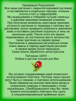 Камнеломка Арендса Карпет Перпл Роб