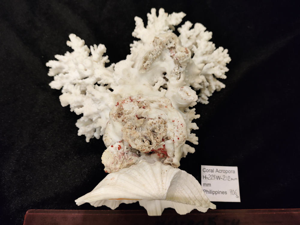 Коралл Акропора 280мм на Хиппопусе