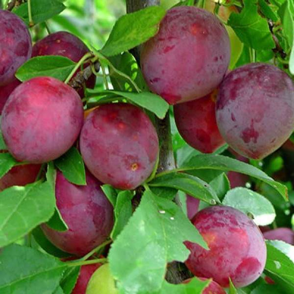 Алыча Аленушка