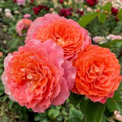 Джеф Л"Артист (Jef L'artiste)