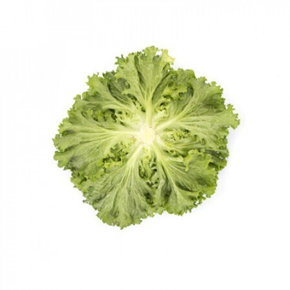 ЛАНДАУ семена салата Rijk Zwaan описание – фото 3