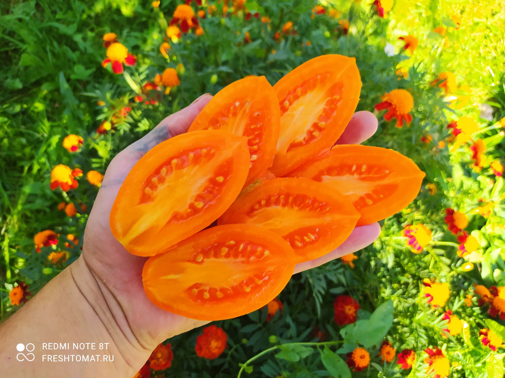 Оранжевый капрезе (Orange caprese) сорт томата