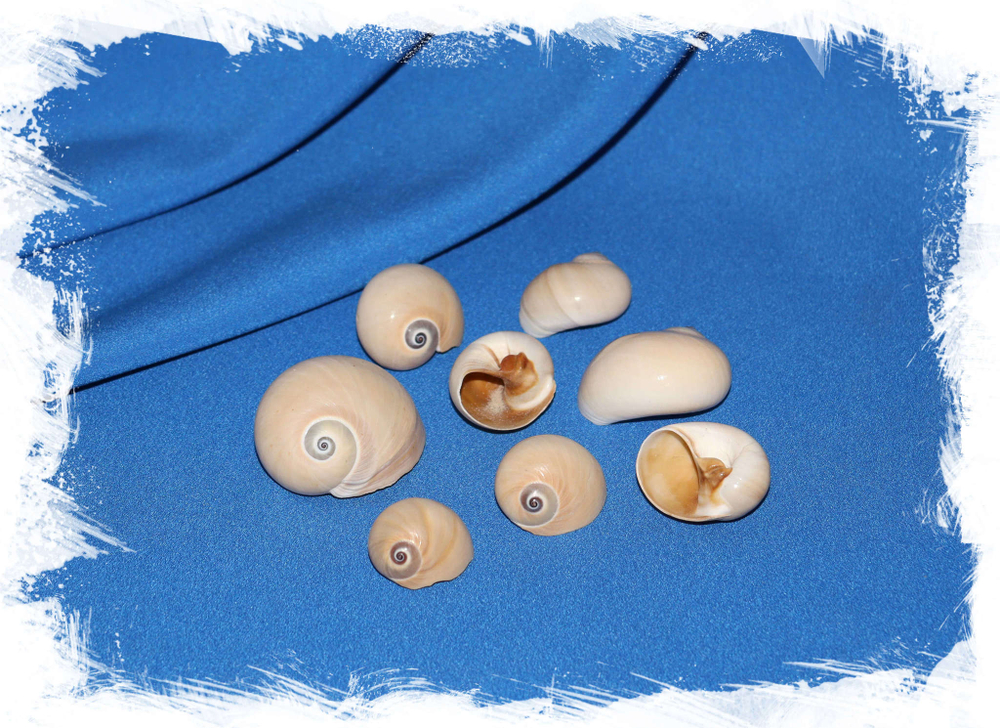 Ракушки Натика