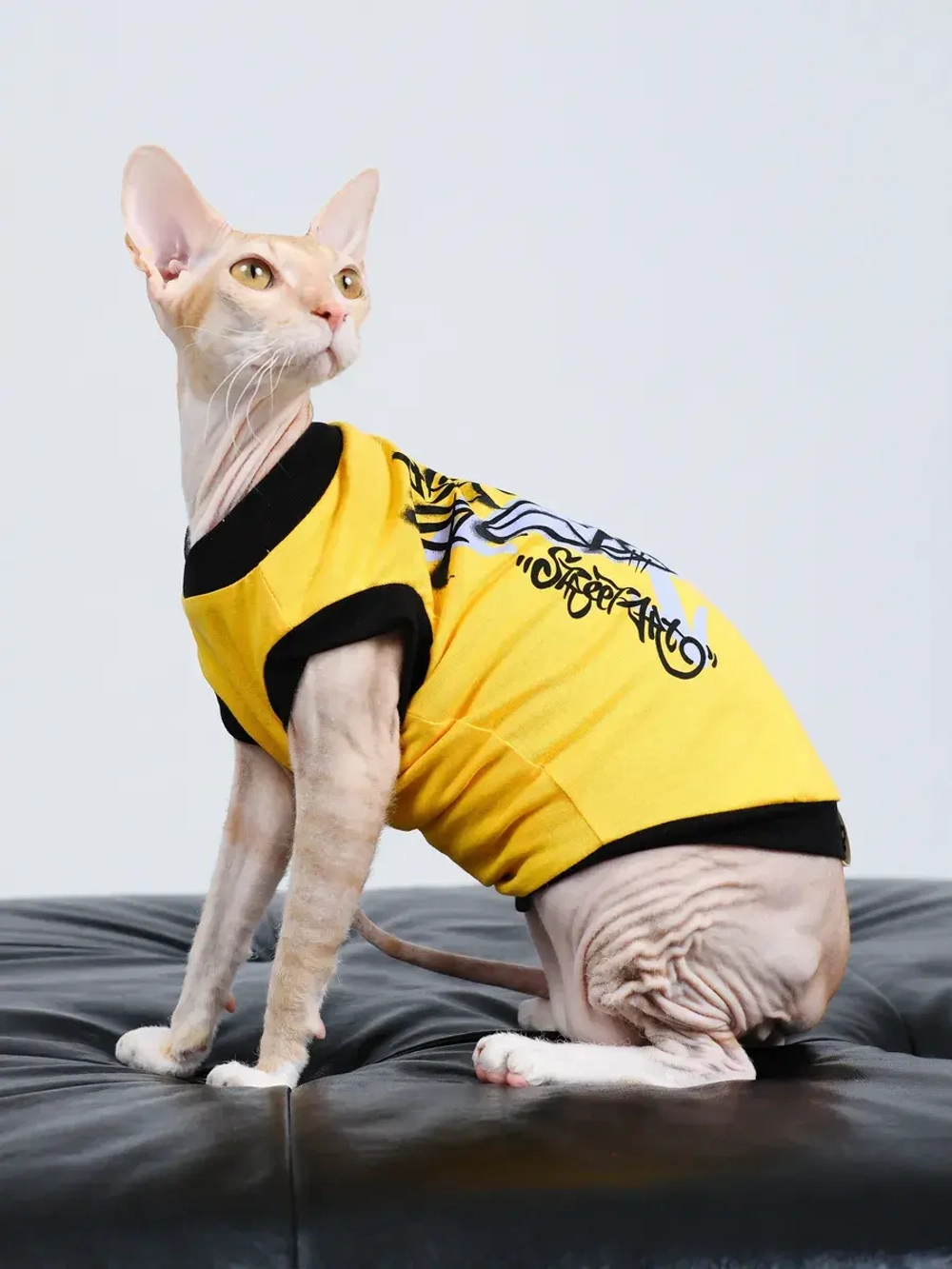 Одежда для кошек сфинкс