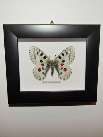 Бабочка Parnassius nomion самец в рамке 14х12 см