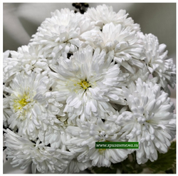 Хризантема садовая Белый анемон  (отгрузка  Сентябрь)