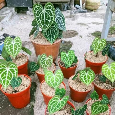 Антуриум QUEEN CLARINERVIUM