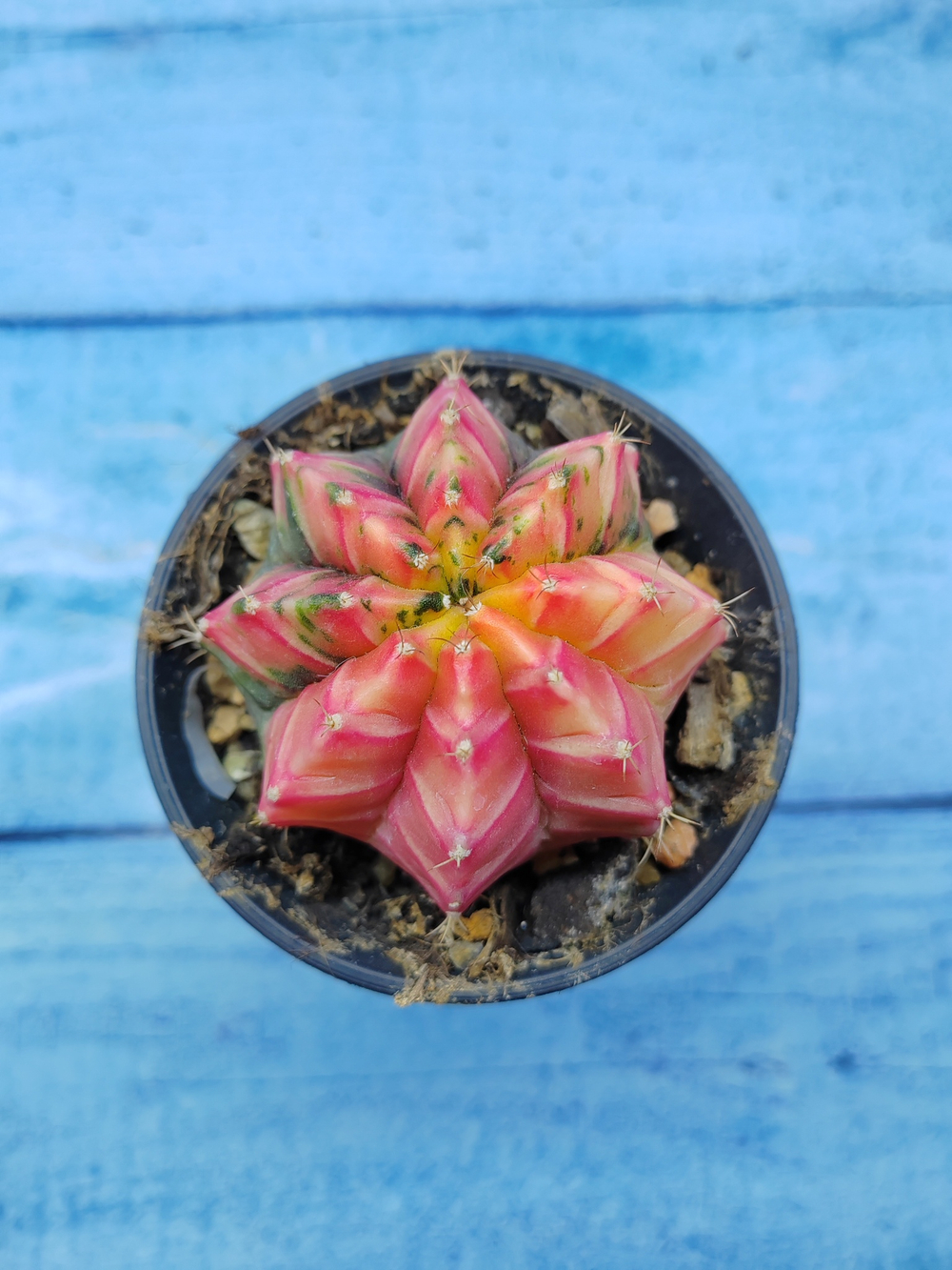 Gymnocalycium Variegata (Гимнокалициум Вариегатный)