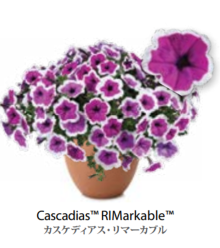 ЕВРО Petunia Cascadias RiMarkable укорененный черенок февраль 26 DAN