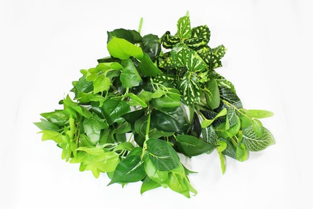 Подкустник 7 веток