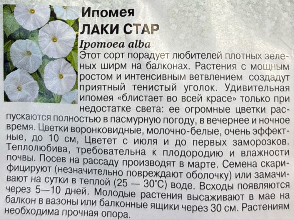 Ипомея Лаки стар 3 шт СМЦ-516