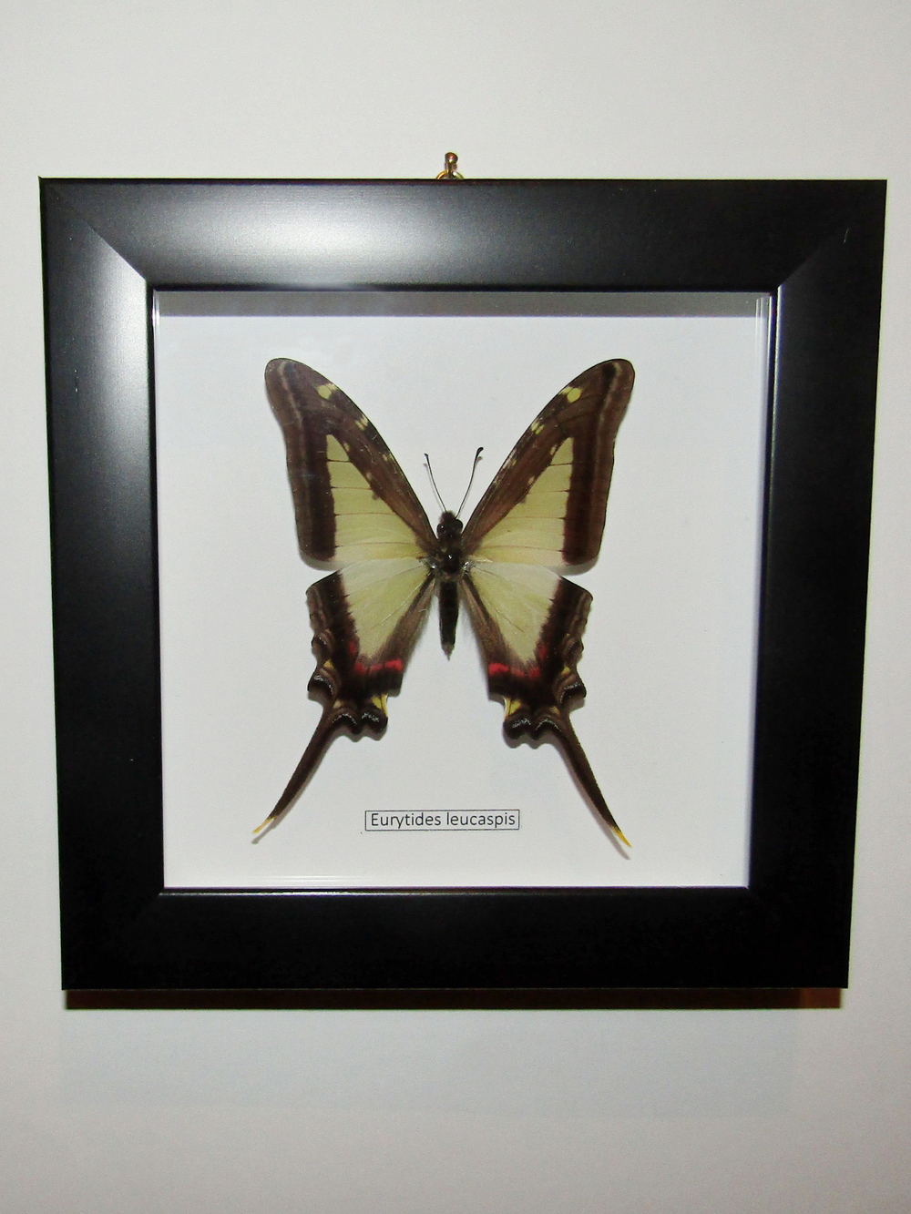Бабочка Eurytides leucaspis в рамке