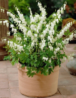 Дицентра Alba (Великолепная)