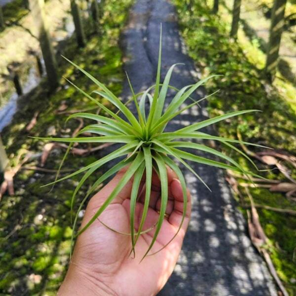 Тилландсия brachycaulos R