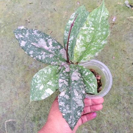 Хойя UNDULATA ARMY