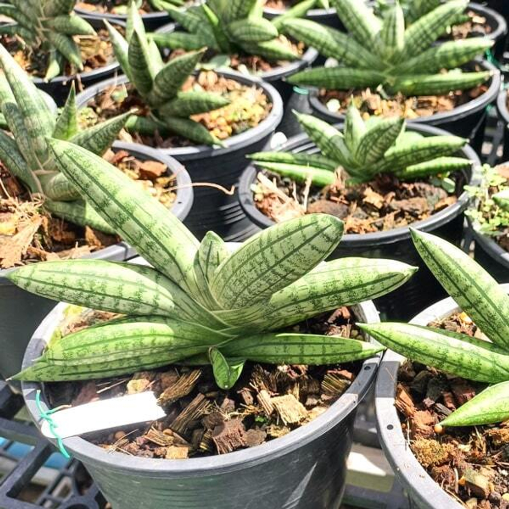 Сансевиерия MEENA