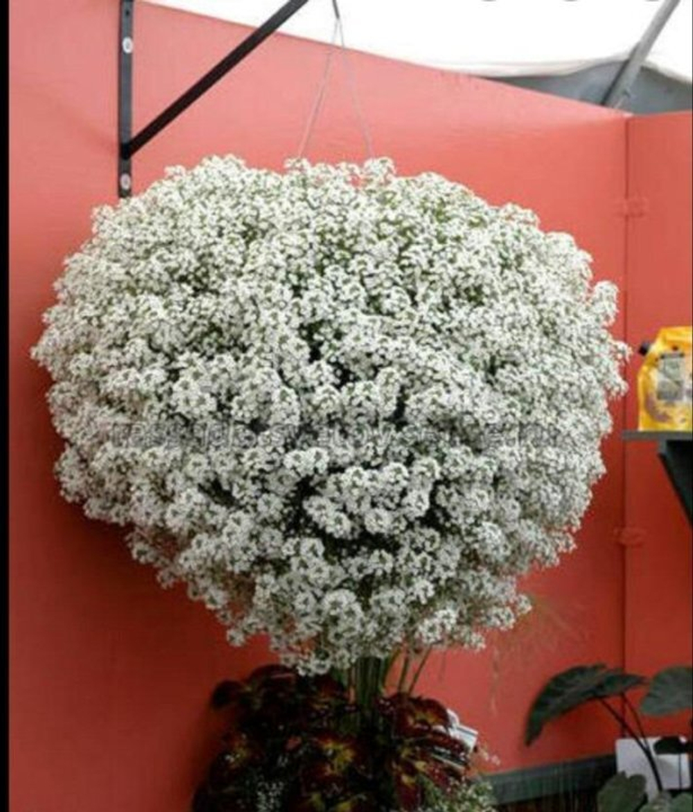 Алиссум Lobularia Snow Princess укорененный черенок производство Петунии Питер