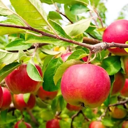 Яблоня Ласковое осенняя