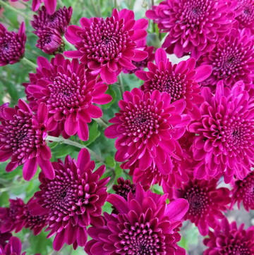 Хризантема шаровидная № 46