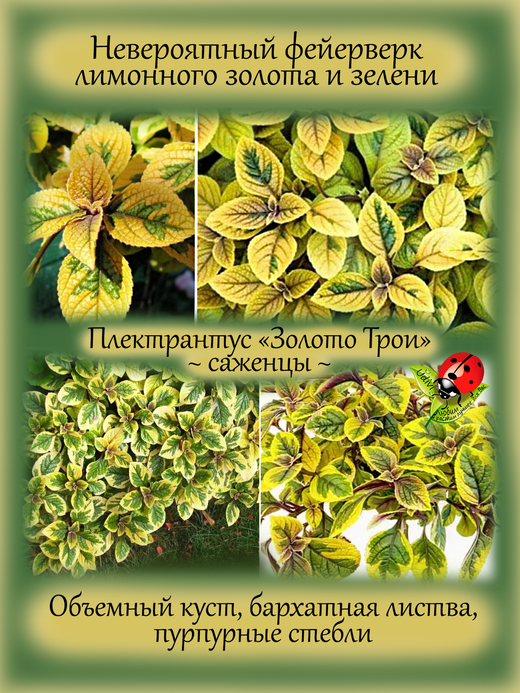 Плектрантус Золото Трои пёстролистный