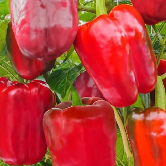 Омброне F1 семена перца сладкого (Sakata /ALEXAGRO) культура – фото 2