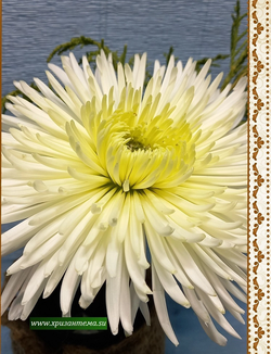 крупноцветковые хризантемы белые игольчатые