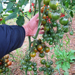 Помидоры Evil Olive - Сердитая Маслина