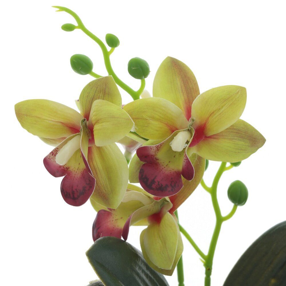 GAEM Цветочная композиция "Орхидея", L11 W11 H26 см