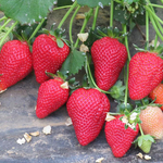 Земляника крупноплодная Фраголария