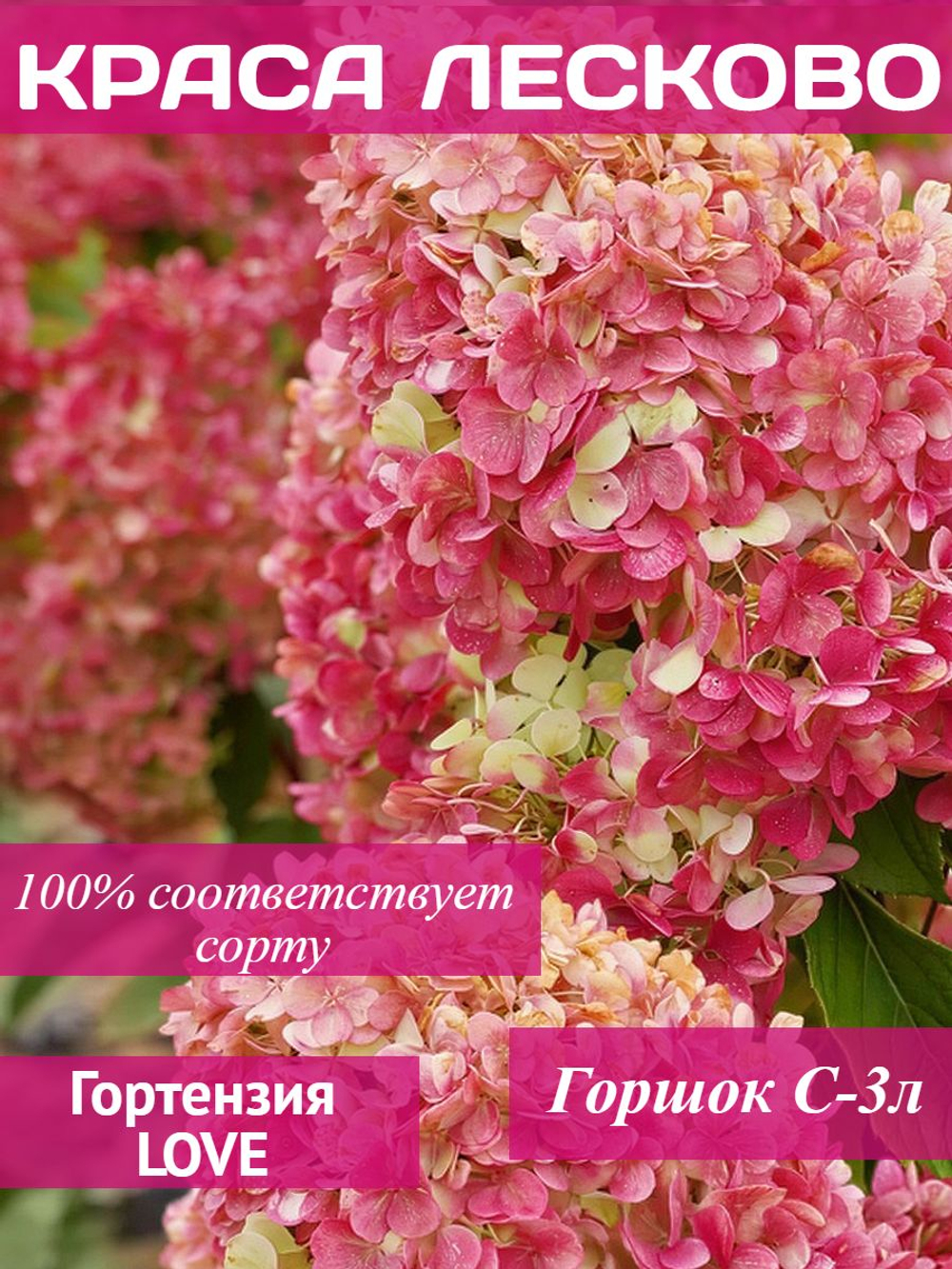 Краса Лесково гортензия метельчатая