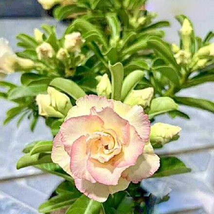 Адениум DAO LUK KAI